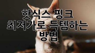 핫식스 핑크 최저가로 득템하는 방법! 💖